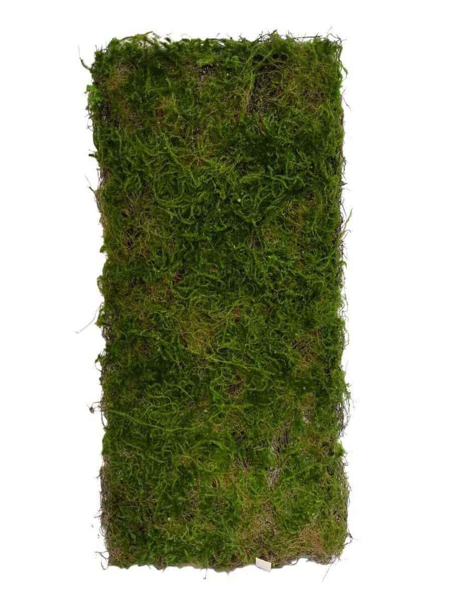Dense moss coverage