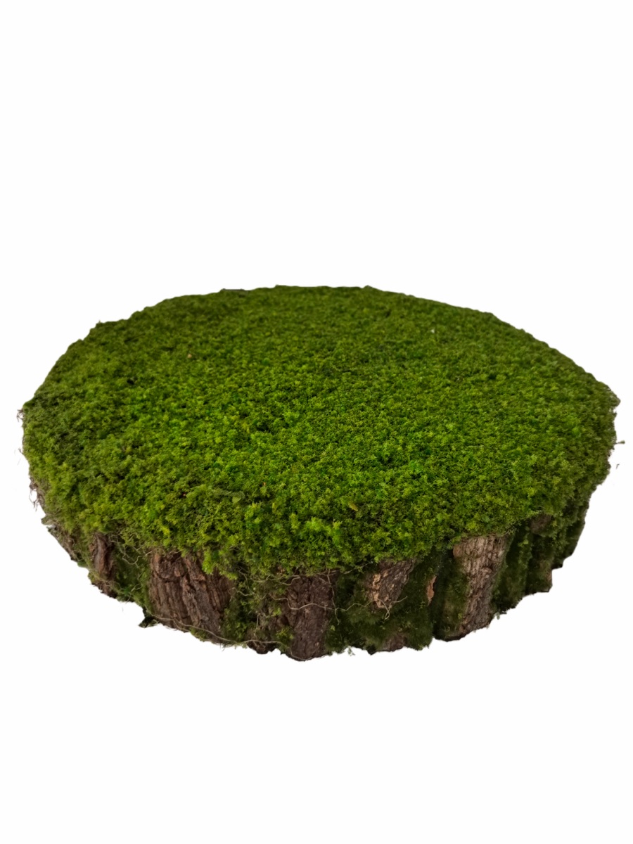 Artificial Mossy Tree Stump Decor - Real Bark Texture - Event Props & Visual Merchandising - 55x55x10cm by Everbloom Florals