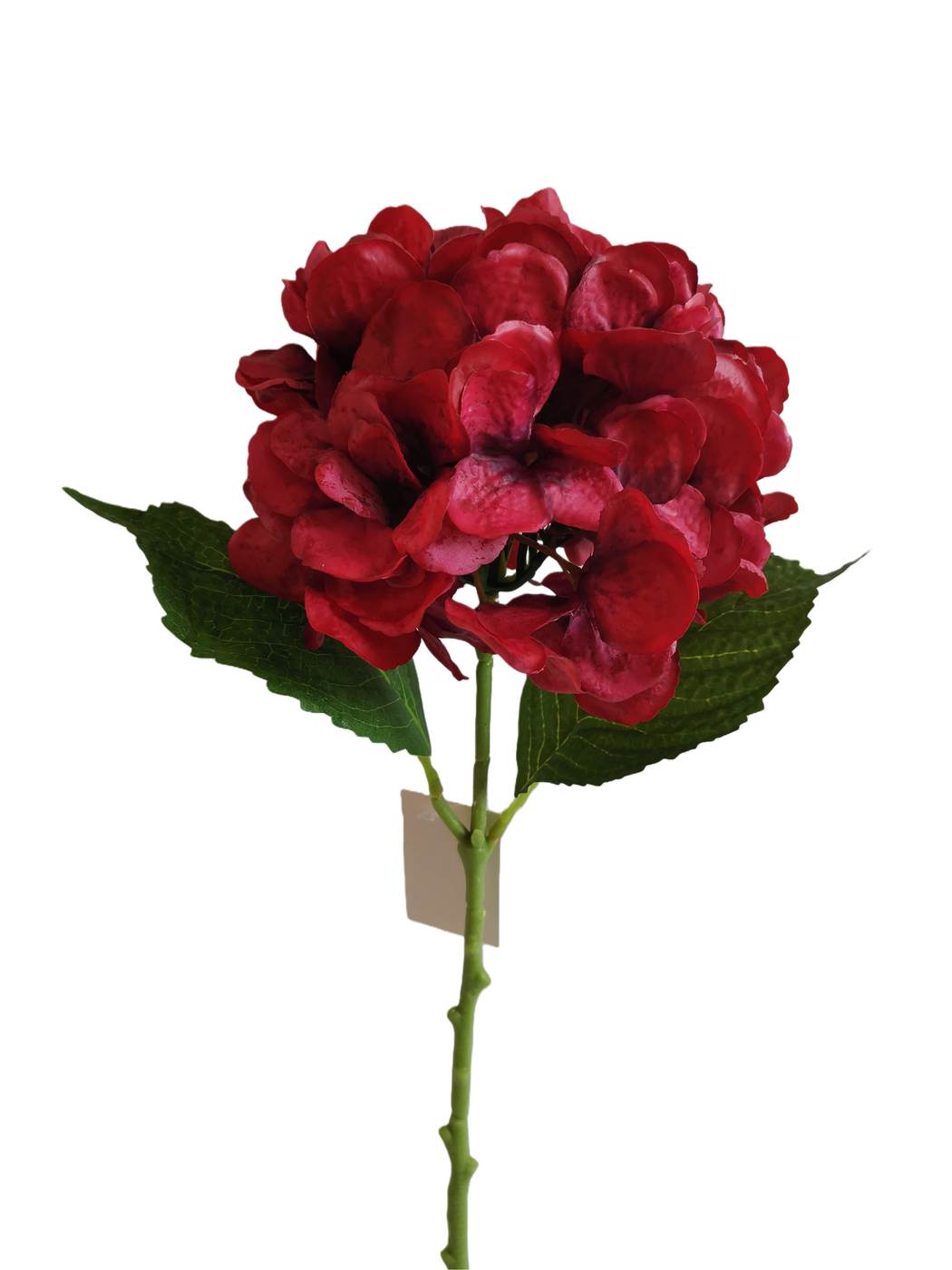 Hydrangea - Assorted