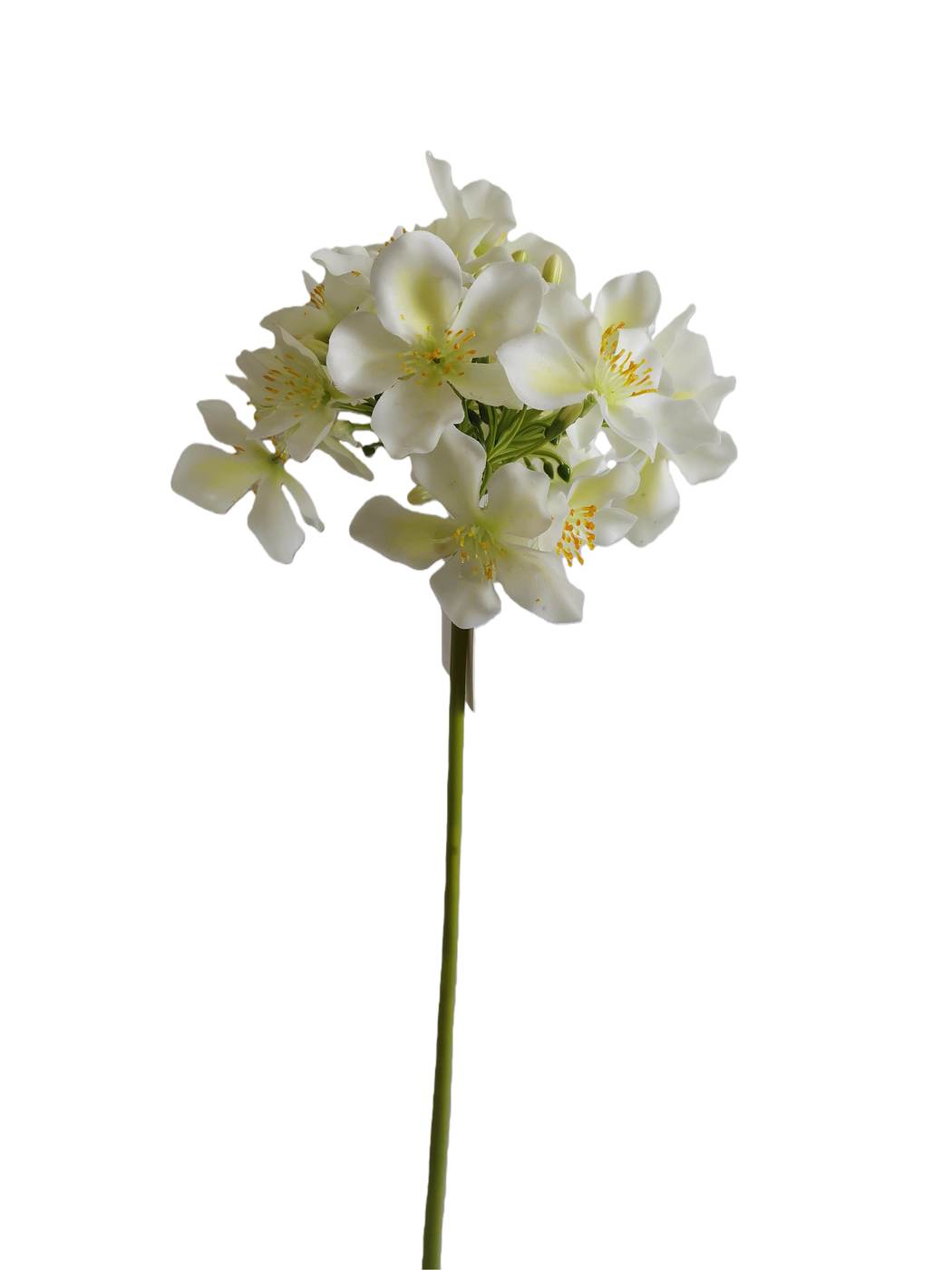 Pear Blossom - Assorted