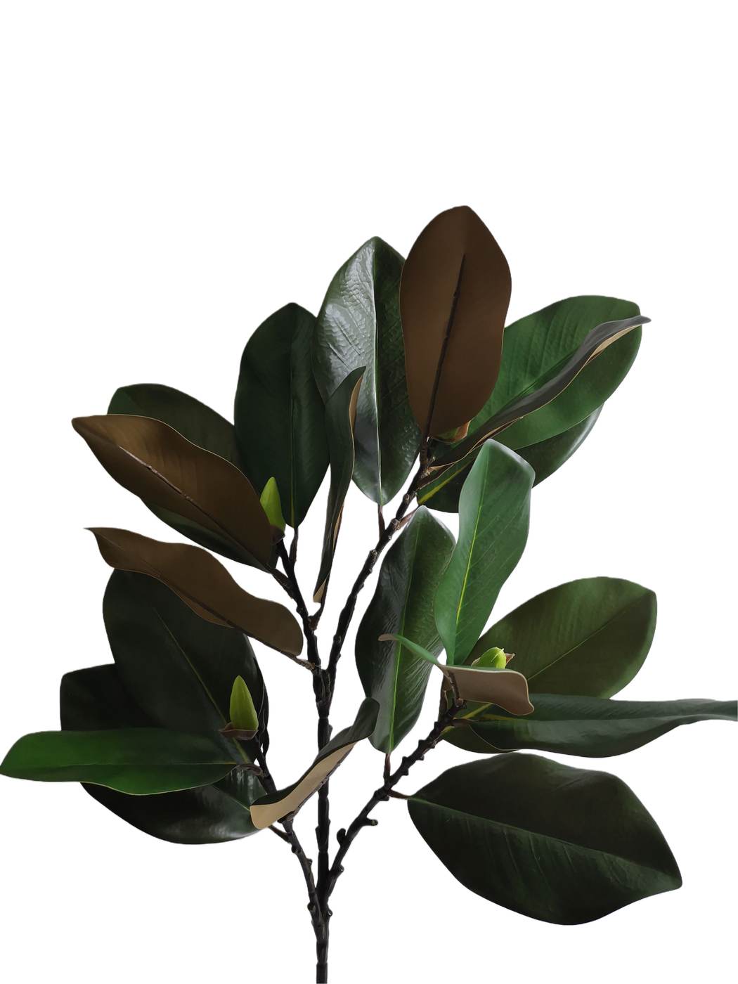 Real Touch 65*30*12CM Magnolia leaf - Assorted - Wholesale Artificial Flowers | EB022604303#GR