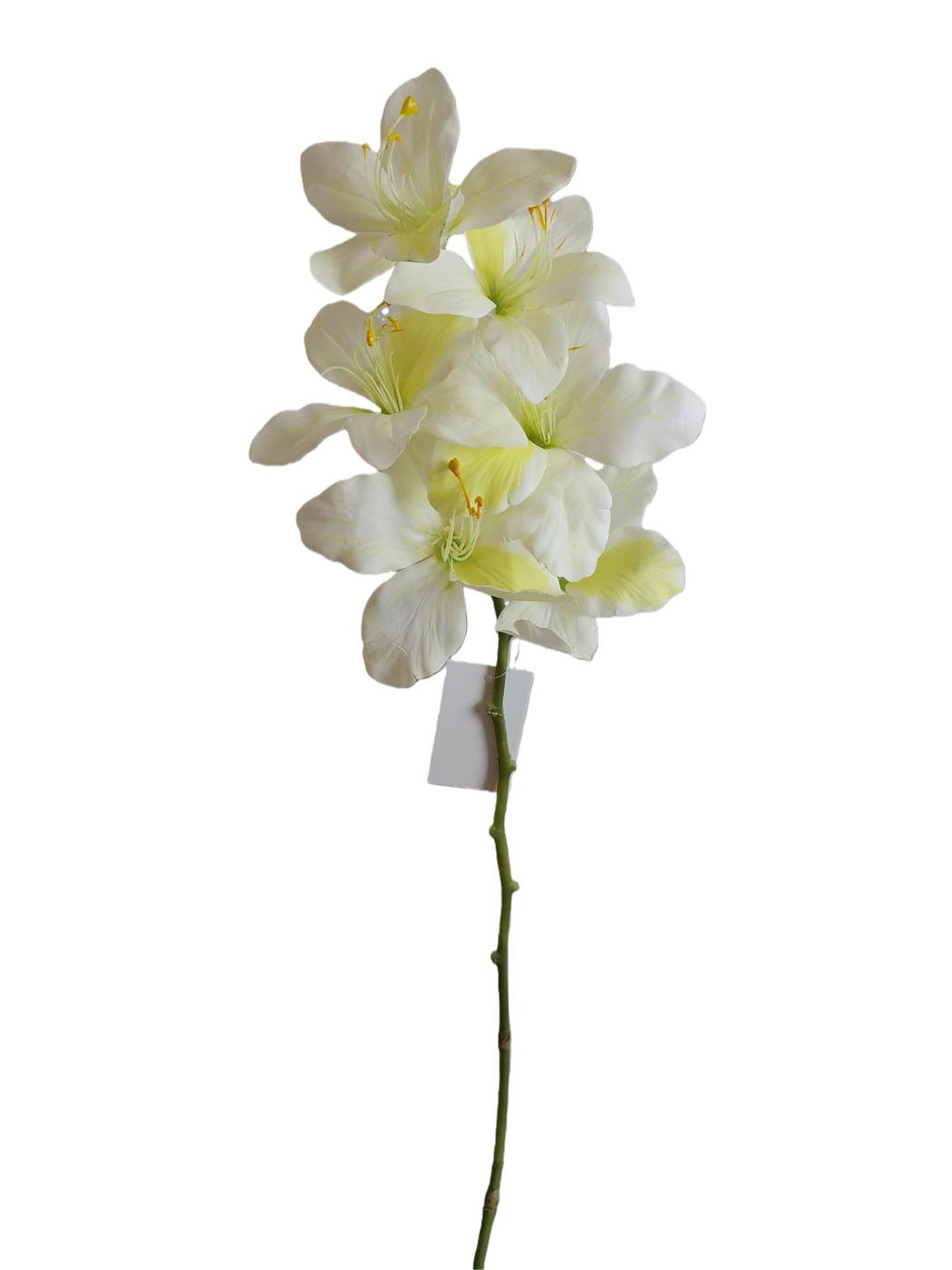 Chinese Orchid - Assorted
