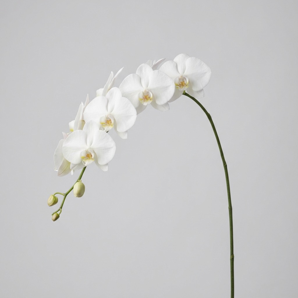 Butterfly Orchid (Phalaenopsis) - Placeholder