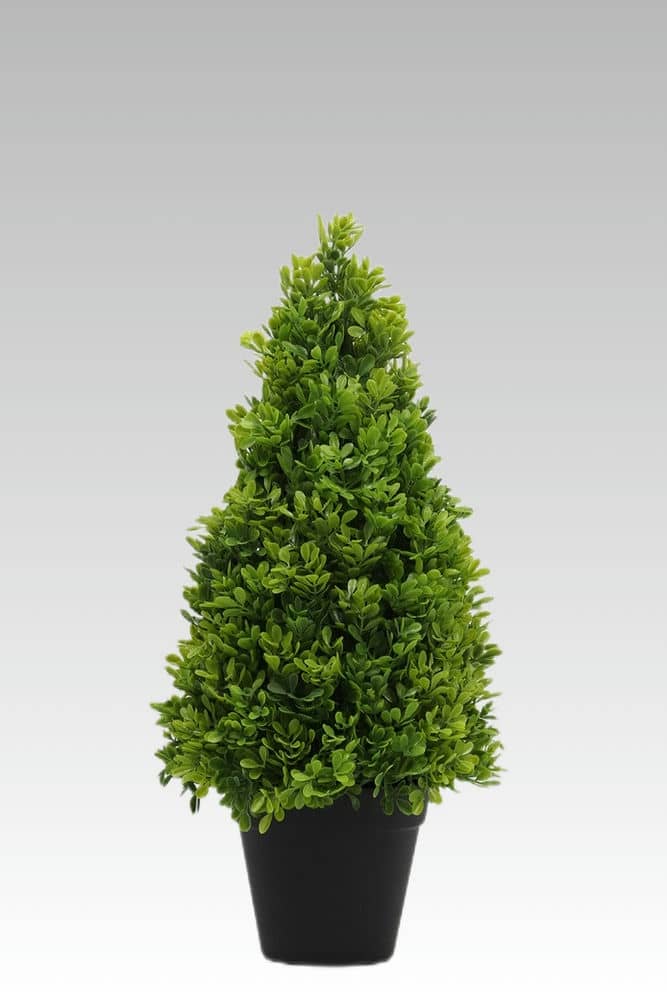 44.45CM Boxwood Potted Plant